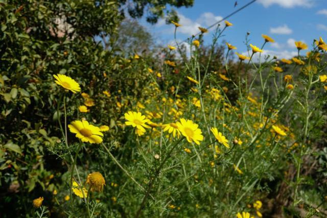 Natural Reserve Apartment Zikhron Ya'akov Esterno foto
